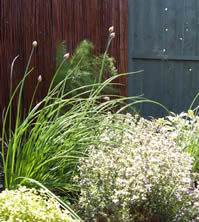 Chives