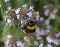 Wild flowers